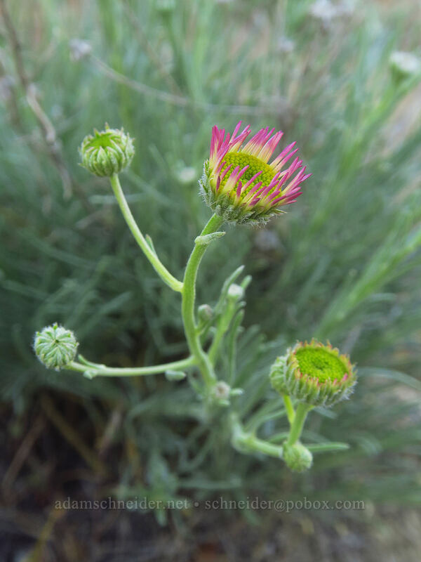 thread-leaf fleabane (Erigeron filifolius) [Macks Canyon Recreation Site, Sherman County, Oregon]