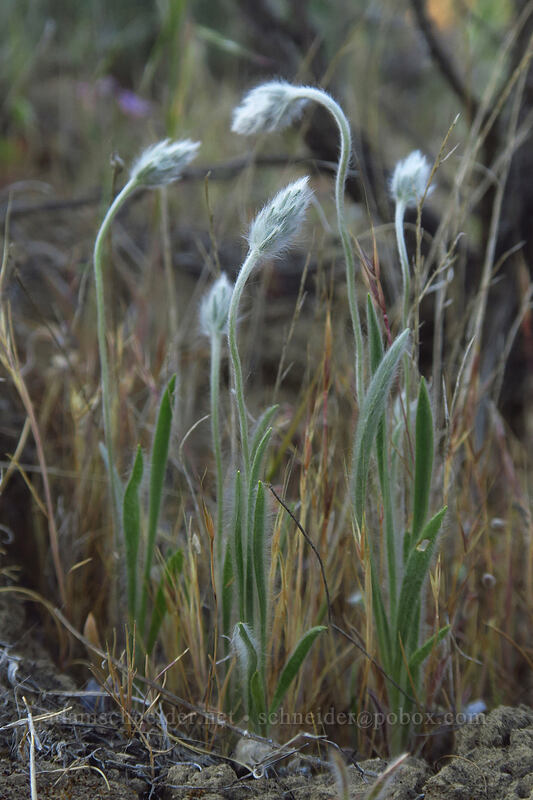 woolly plantain (Plantago patagonica) [Macks Canyon Recreation Site, Sherman County, Oregon]