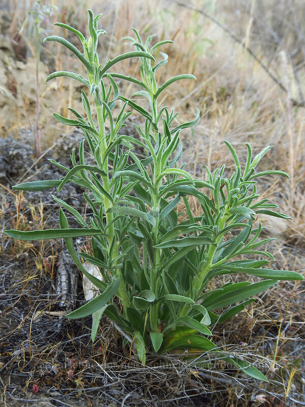 unknown wildflower [Macks Canyon Recreation Site, Sherman County, Oregon]
