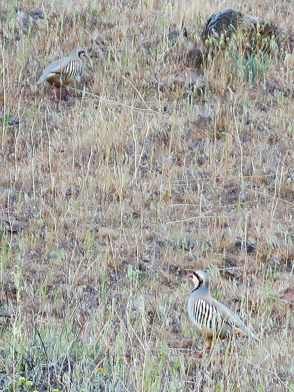 chukars (Alectoris chukar) [Deschutes River Access Road, Sherman County, Oregon]