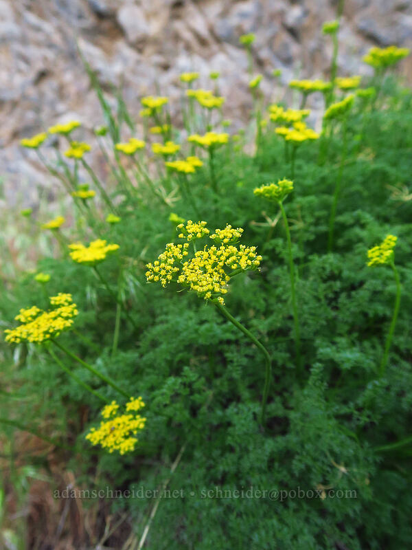 aromatic spring parsley (turpentine cymopterus) (Cymopterus terebinthinus var. terebinthinus (Pteryxia terebinthina)) [Deschutes River Access Road, Sherman County, Oregon]
