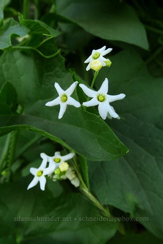 coastal manroot (Marah oregana (Marah oreganus)) [Deschutes River Access Road, Sherman County, Oregon]