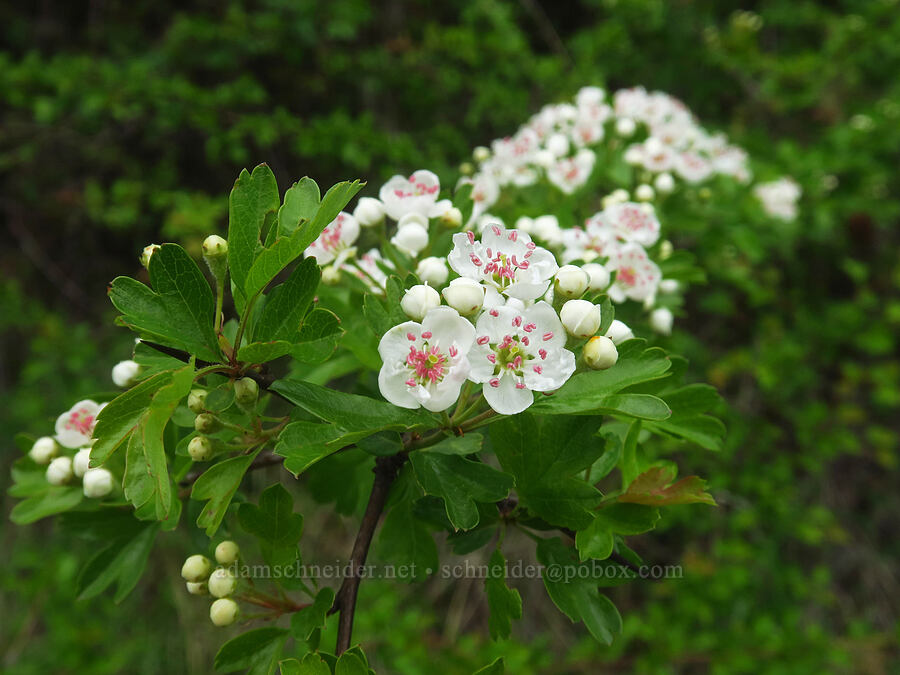 common hawthorn flowers (Crataegus monogyna) [Bald Hill Natural Area, Corvallis, Benton County, Oregon]
