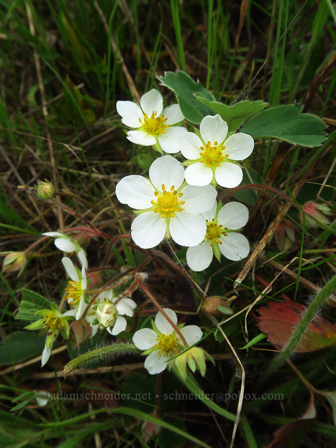 wild strawberry flowers (Fragaria virginiana) [Bald Hill Natural Area, Corvallis, Benton County, Oregon]