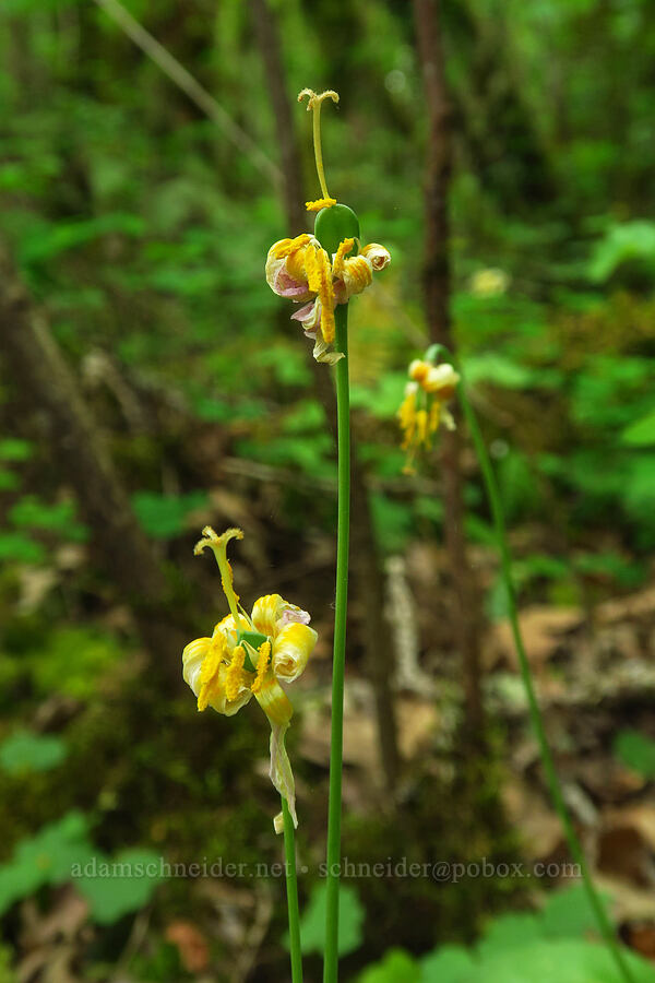 Oregon fawn lilies, going to seed (Erythronium oregonum) [Bald Hill Natural Area, Corvallis, Benton County, Oregon]