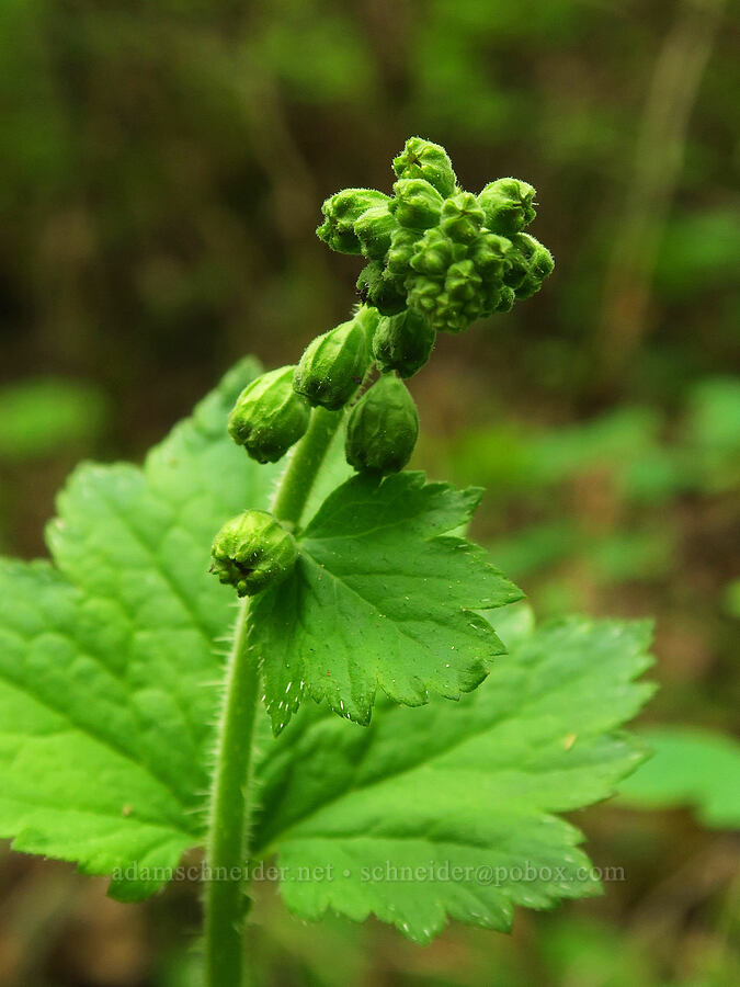 fringe cup, budding (Tellima grandiflora) [Bald Hill Natural Area, Corvallis, Benton County, Oregon]