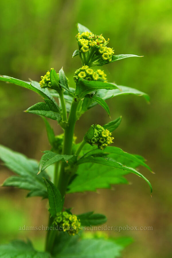 Pacific sanicle (Sanicula crassicaulis) [Bald Hill Natural Area, Corvallis, Benton County, Oregon]