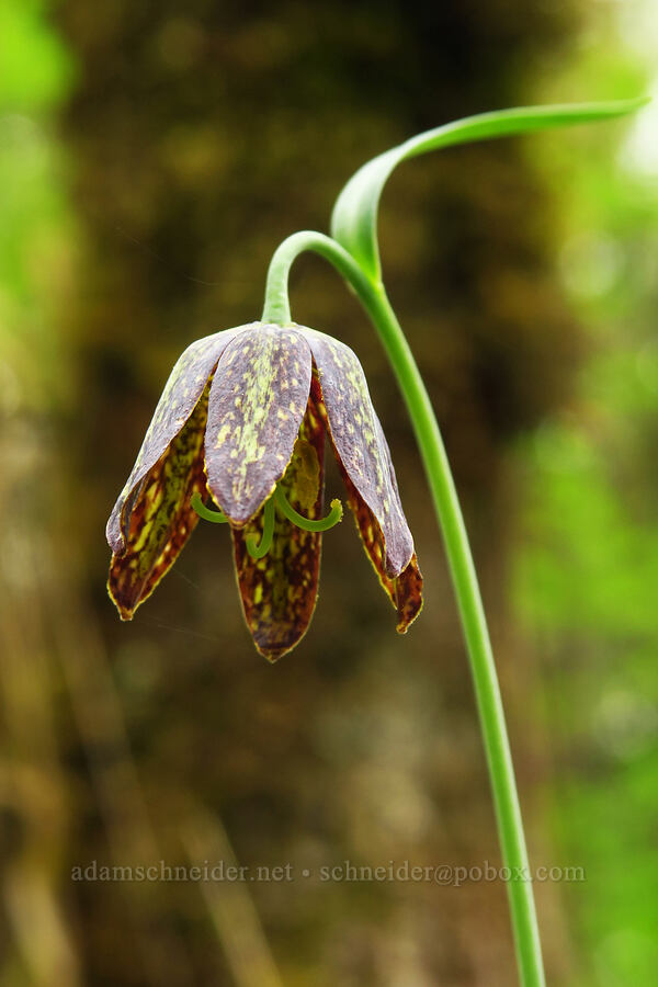 checker lily (Fritillaria affinis) [Bald Hill Natural Area, Corvallis, Benton County, Oregon]