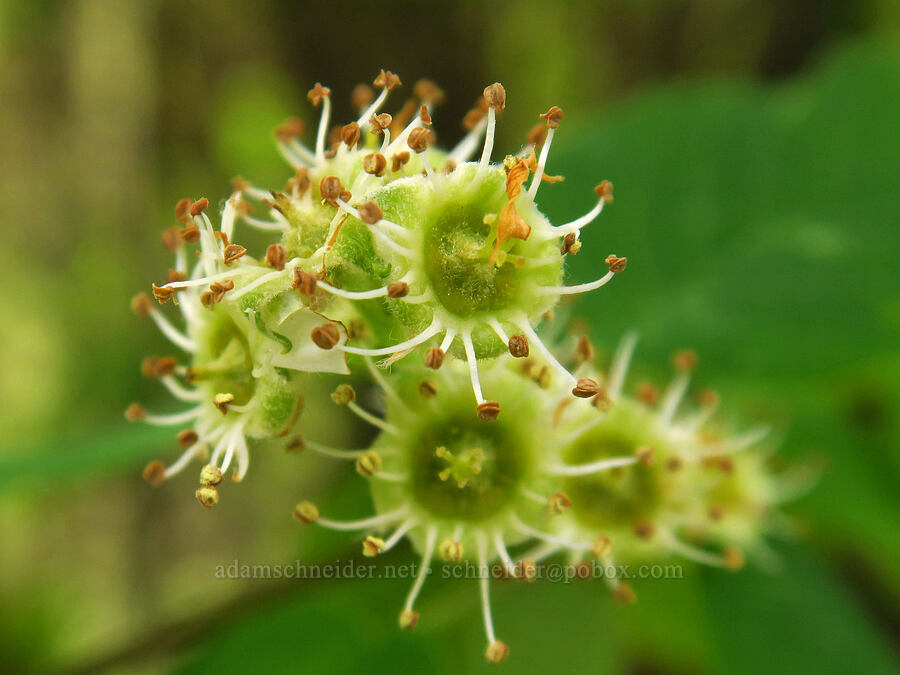 former serviceberry blossoms (Amelanchier alnifolia) [Bald Hill Natural Area, Corvallis, Benton County, Oregon]