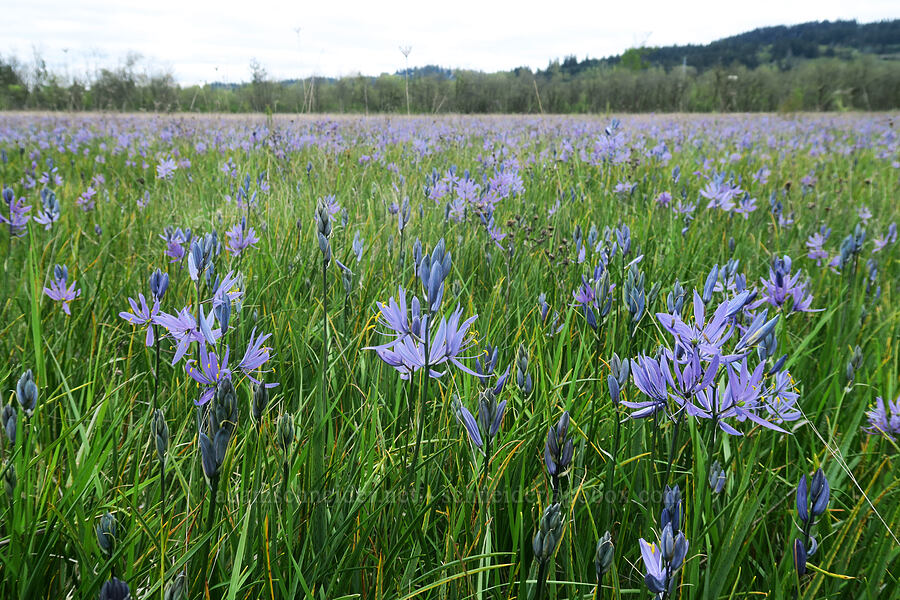 common camas (Camassia quamash) [Willow Creek Preserve, Eugene, Lane County, Oregon]