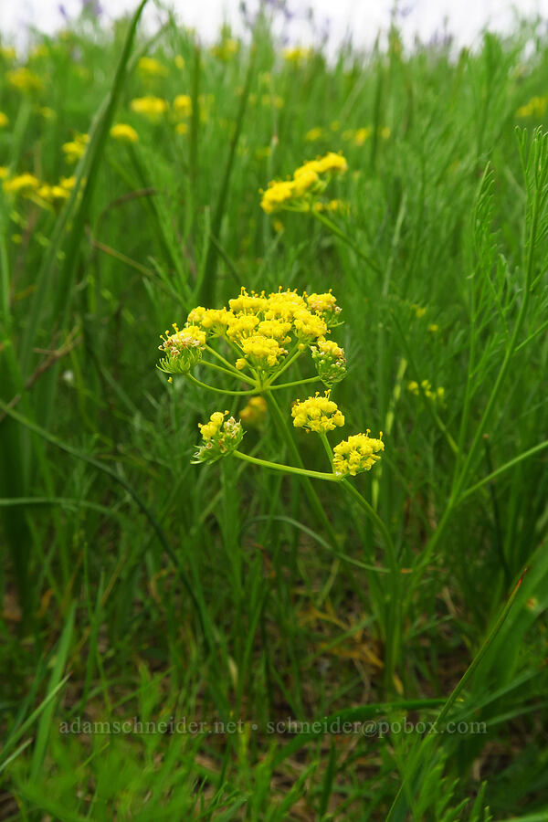 Bradshaw's desert parsley (Lomatium bradshawii) [Willow Creek Preserve, Eugene, Lane County, Oregon]