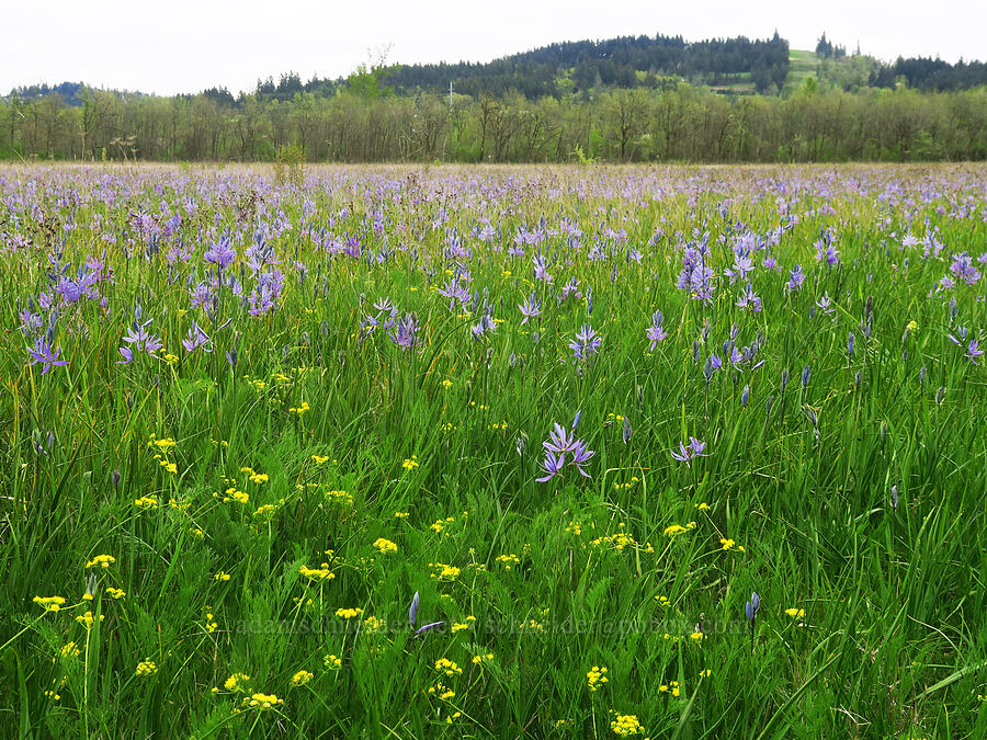 Bradshaw's desert parsley & camas (Lomatium bradshawii, Camassia quamash) [Willow Creek Preserve, Eugene, Lane County, Oregon]