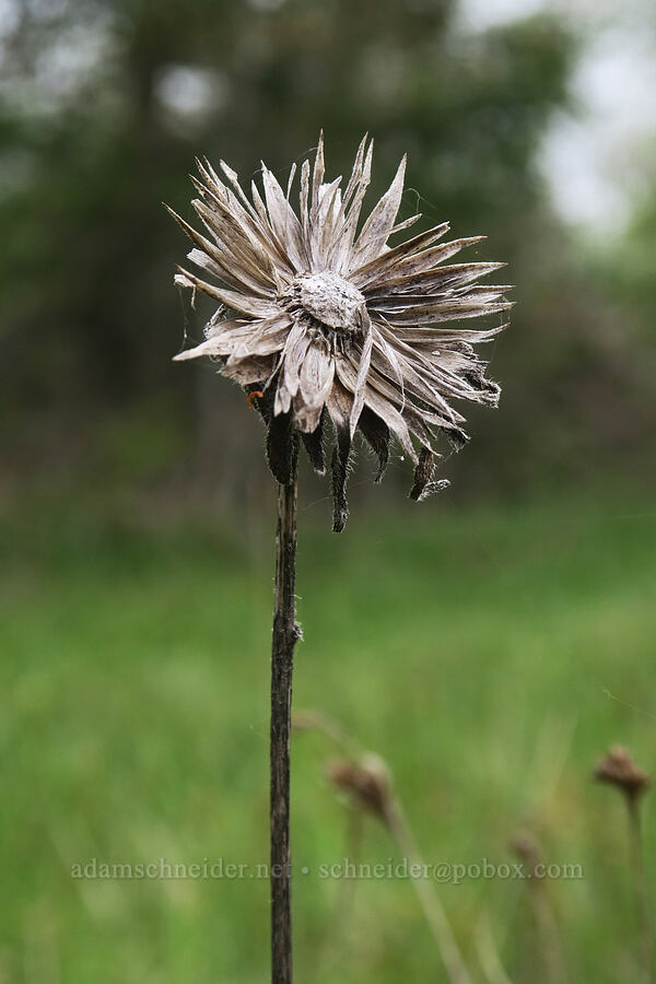 last year's narrow-leaf mule's-ears (Wyethia angustifolia) [Willow Creek Preserve, Eugene, Lane County, Oregon]