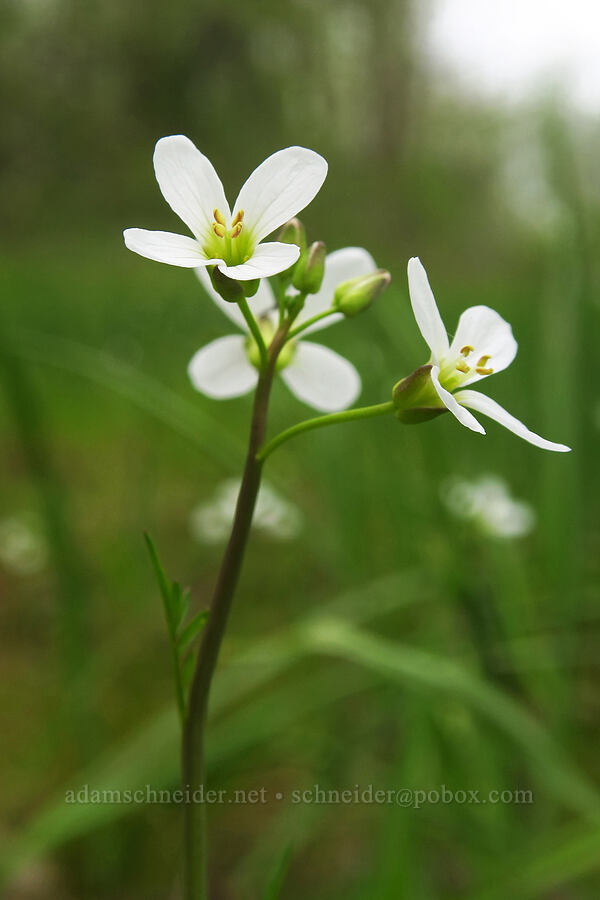 Willamette Valley bitter-cress (Cardamine penduliflora) [Willow Creek Preserve, Eugene, Lane County, Oregon]