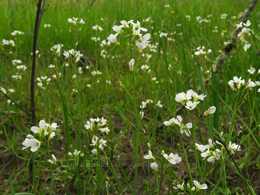Willamette Valley bitter-cress (Cardamine penduliflora) [Willow Creek Preserve, Eugene, Lane County, Oregon]