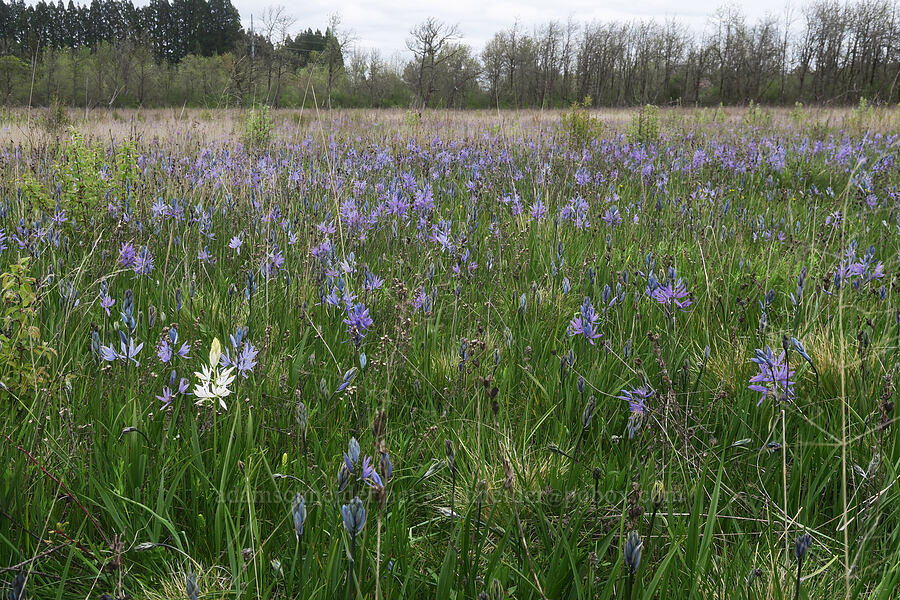 common camas (Camassia quamash) [Willow Creek Preserve, Eugene, Lane County, Oregon]