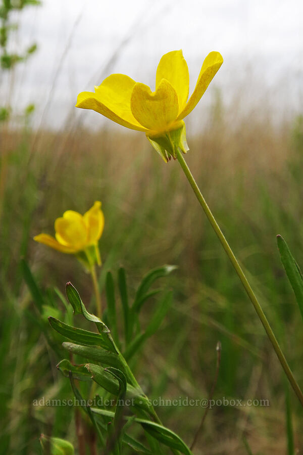 straight-beak buttercup (Ranunculus orthorhynchus) [Willow Creek Preserve, Eugene, Lane County, Oregon]