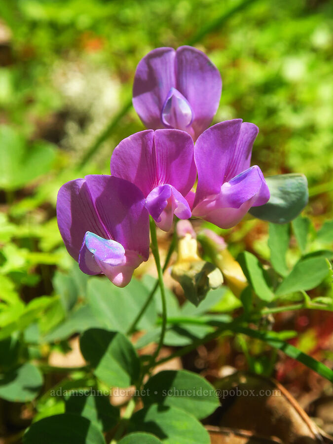 Sierra pea-vine (Lathyrus nevadensis) [Mount Pisgah, Lane County, Oregon]