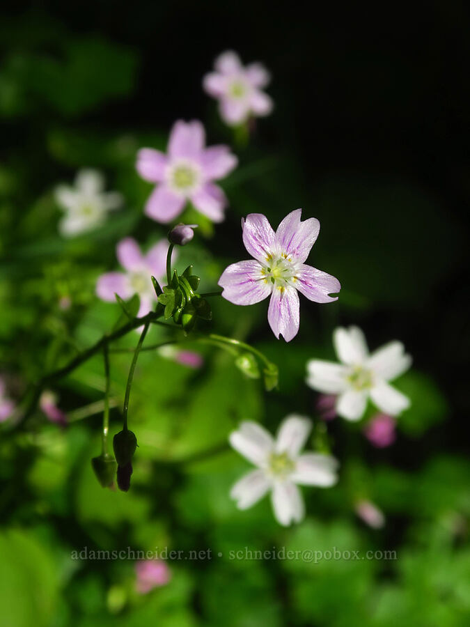 candyflower (Claytonia sibirica (Montia sibirica)) [Mount Pisgah, Lane County, Oregon]