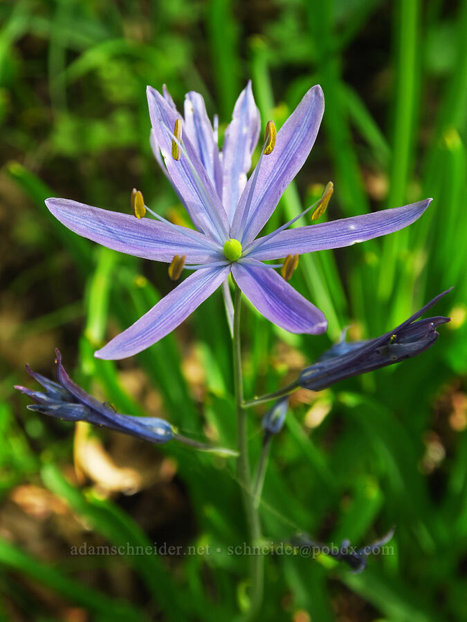 great camas (Camassia leichtlinii ssp. suksdorfii) [Mount Pisgah, Lane County, Oregon]