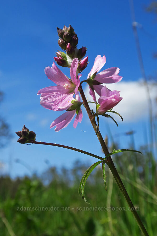 checker-mallow (Sidalcea sp.) [Mount Pisgah, Lane County, Oregon]