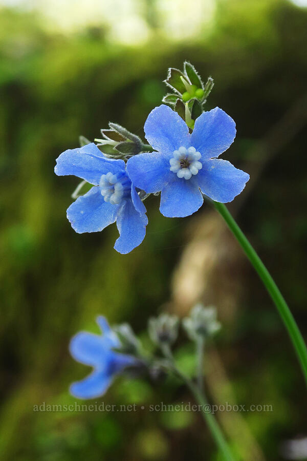 grand hound's-tongue (Adelinia grandis (Cynoglossum grande)) [Mount Pisgah, Lane County, Oregon]