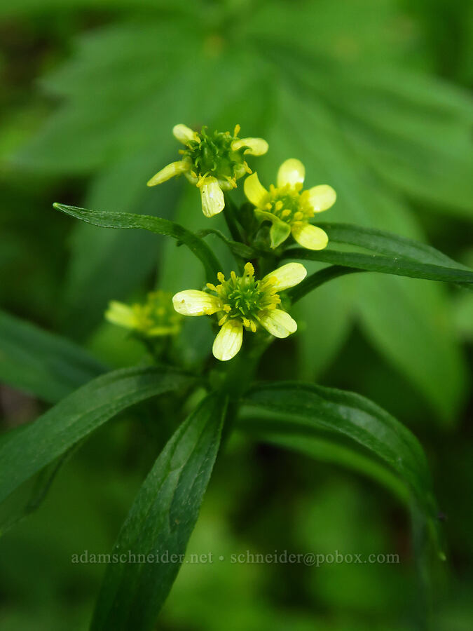 woodland buttercup (Ranunculus uncinatus) [Mount Pisgah, Lane County, Oregon]