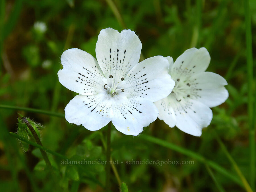 baby-blue-eyes (Nemophila menziesii var. atomaria) [Mount Pisgah, Lane County, Oregon]