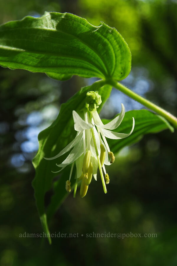 Hooker's fairy bells (Prosartes hookeri (Disporum hookeri)) [Mount Pisgah, Lane County, Oregon]