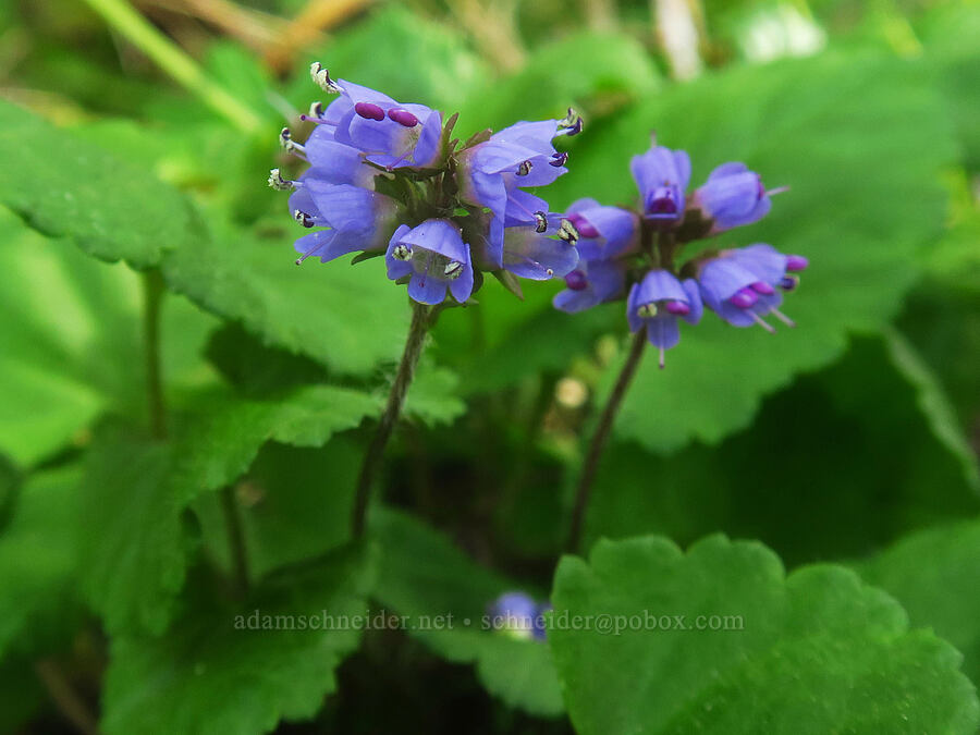 snow queen (Synthyris reniformis (Veronica regina-nivalis)) [Mount Pisgah, Lane County, Oregon]