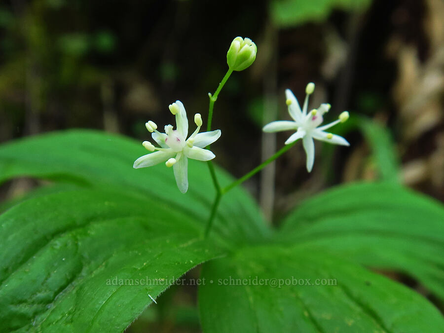 starry false solomon's-seaf (Maianthemum stellatum (Smilacina stellata)) [Mount Pisgah, Lane County, Oregon]