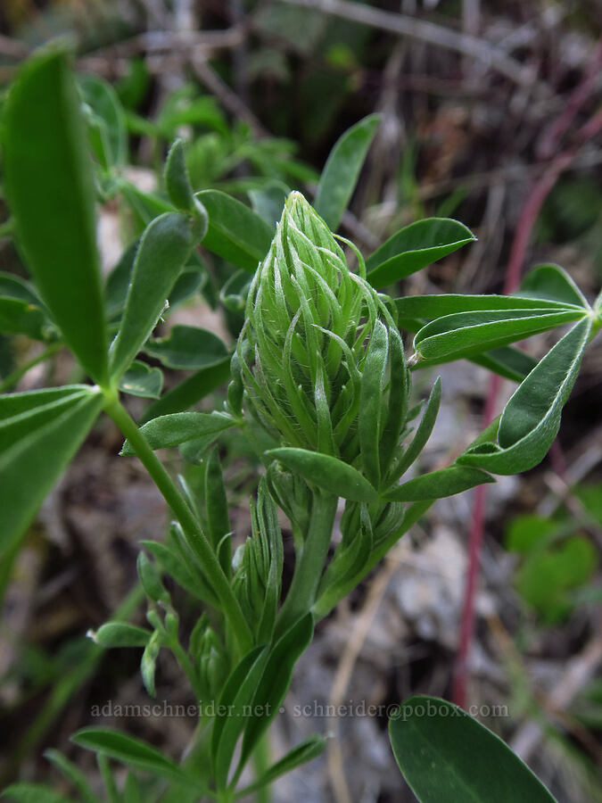 lupine, budding (Lupinus sp.) [Mount Pisgah, Lane County, Oregon]
