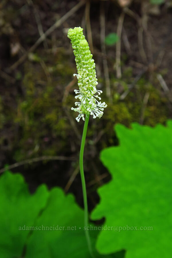 vanilla-leaf (Achlys triphylla) [Mount Pisgah, Lane County, Oregon]
