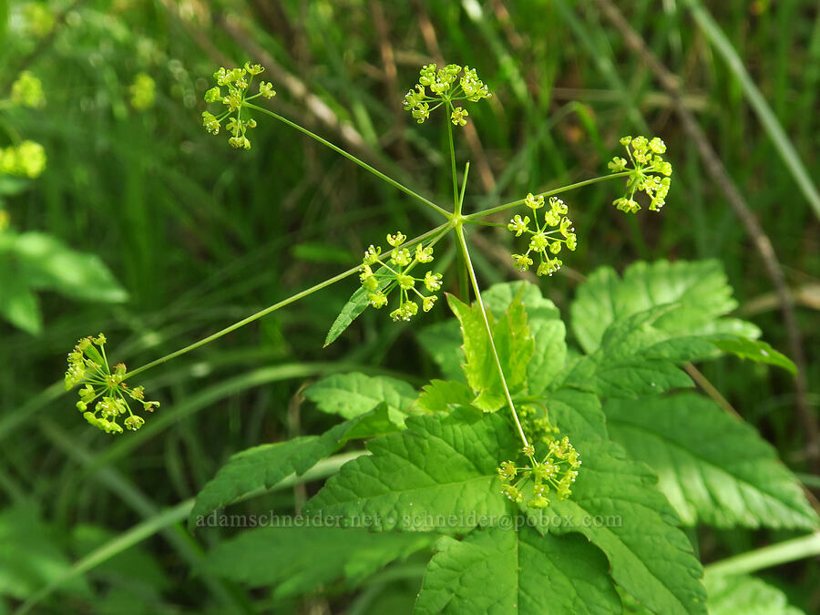 western sweet-cicely (Osmorhiza occidentalis) [Mount Pisgah, Lane County, Oregon]