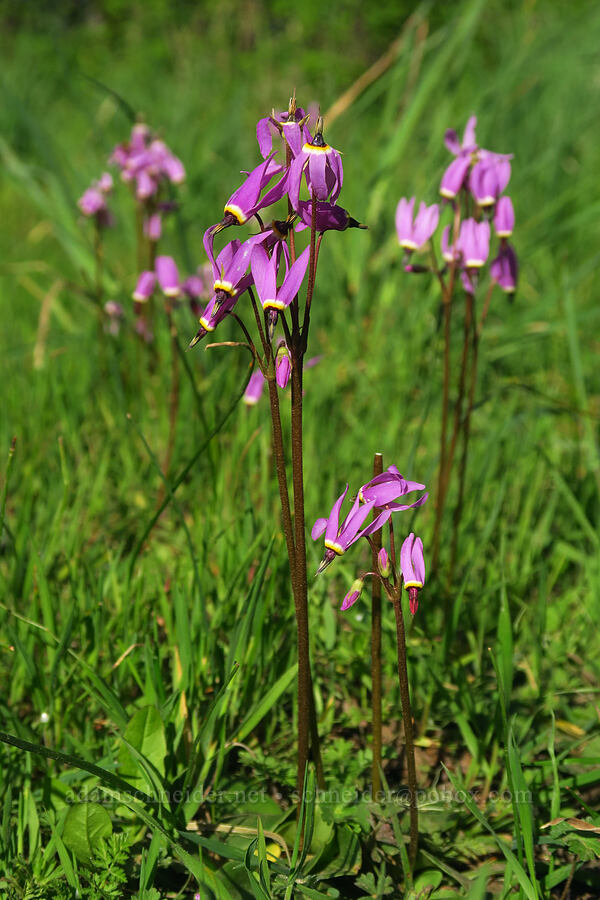 Henderson's shooting stars (Dodecatheon hendersonii (Primula hendersonii)) [Mount Pisgah, Lane County, Oregon]
