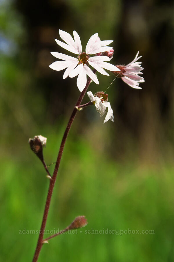 prairie star (Lithophragma parviflorum) [Mount Pisgah, Lane County, Oregon]