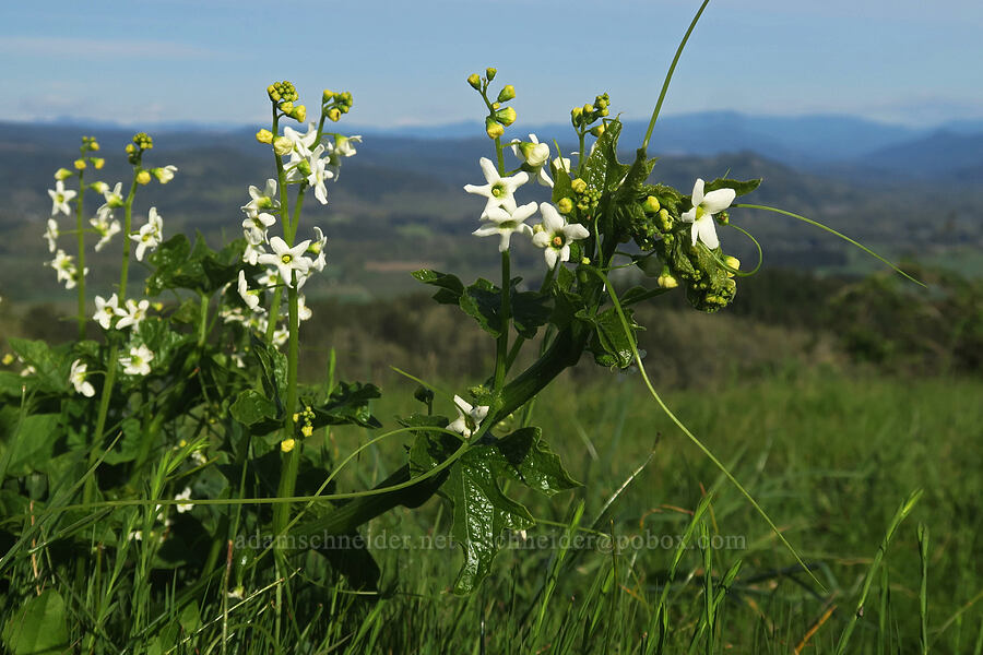 coastal manroot (Marah oregana (Marah oreganus)) [Mount Pisgah, Lane County, Oregon]