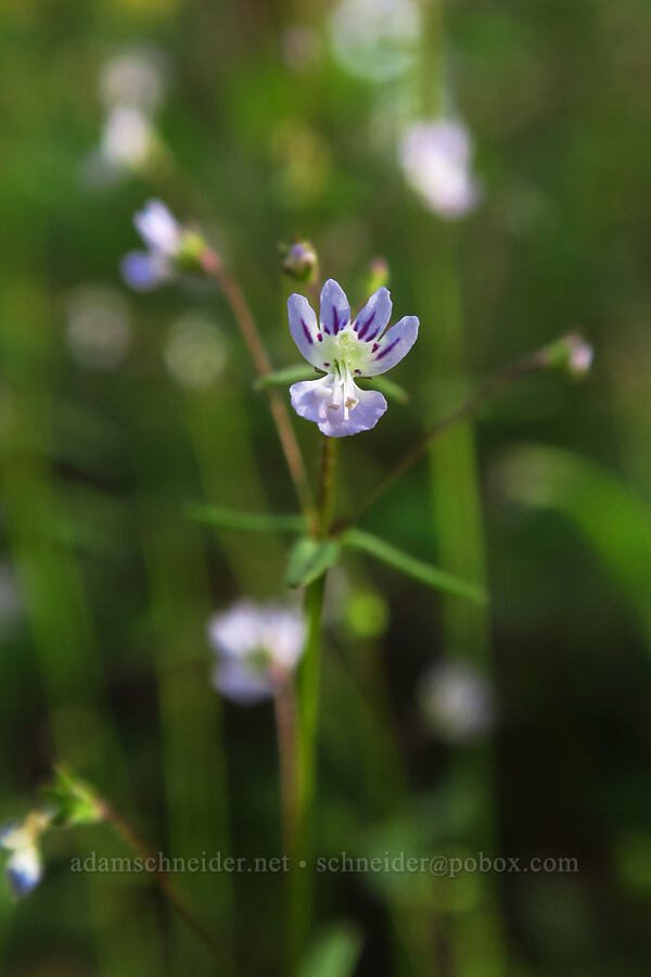 small-flowered tonella (Tonella tenella) [Mount Pisgah, Lane County, Oregon]