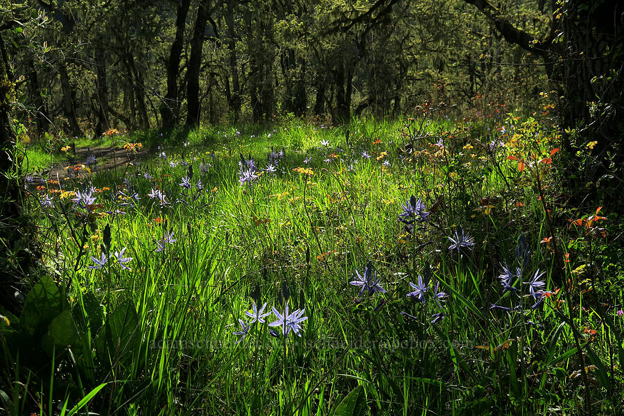 camas & poison-oak (Camassia leichtlinii ssp. suksdorfii, Toxicodendron diversilobum (Rhus diversiloba)) [Mount Pisgah, Lane County, Oregon]