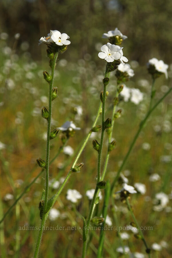 rusty popcorn flower (Plagiobothrys nothofulvus) [Mount Pisgah, Lane County, Oregon]