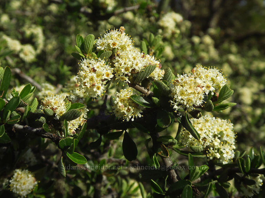 buckbrush (Ceanothus cuneatus) [Mount Pisgah, Lane County, Oregon]