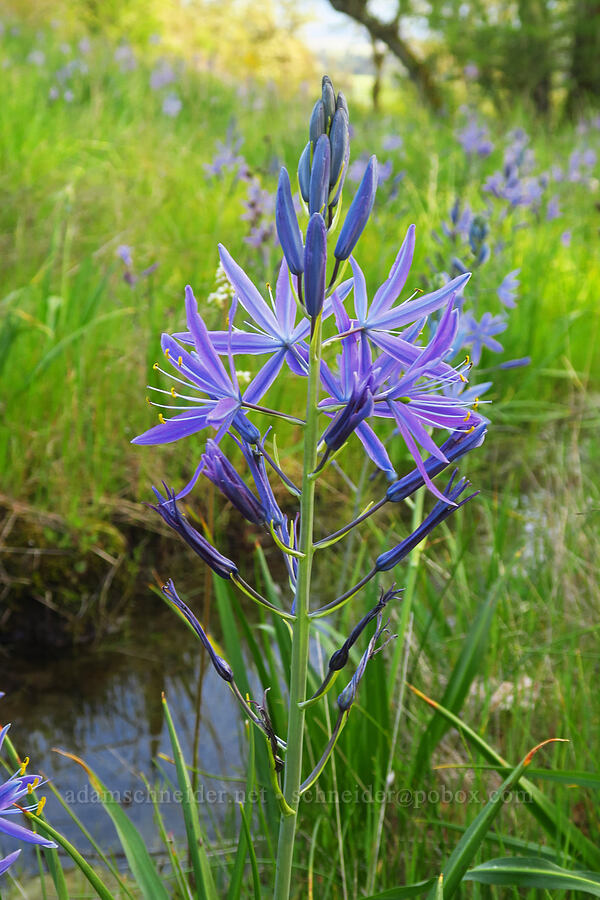 great camas (Camassia leichtlinii ssp. suksdorfii) [Mount Pisgah, Lane County, Oregon]
