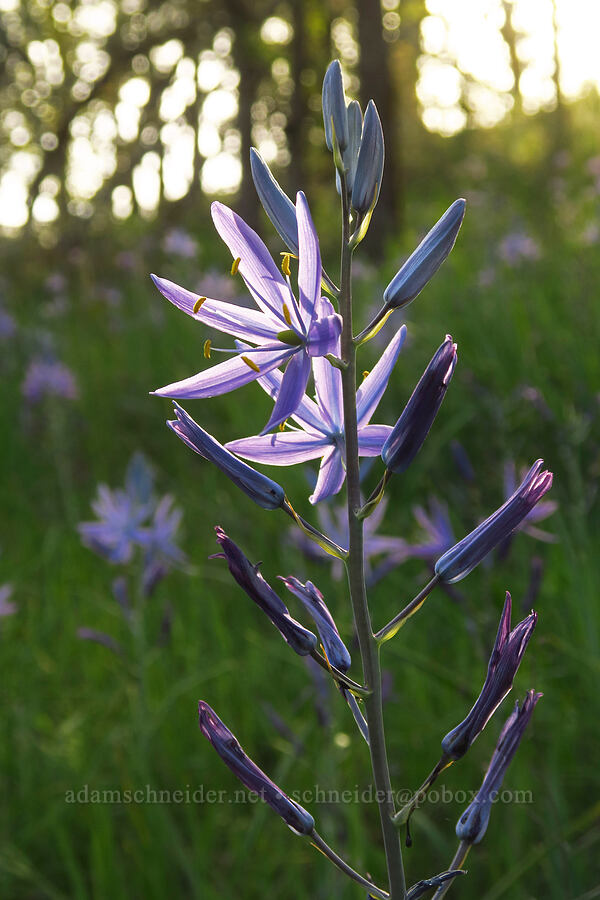 great camas (Camassia leichtlinii ssp. suksdorfii) [Mount Pisgah, Lane County, Oregon]