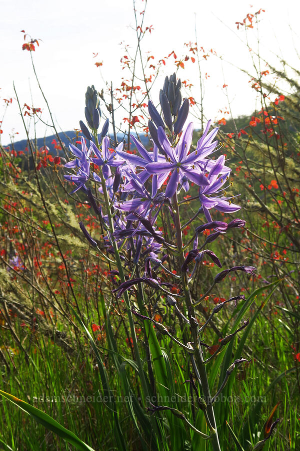 great camas & poison-oak (Camassia leichtlinii ssp. suksdorfii, Toxicodendron diversilobum (Rhus diversiloba)) [Mount Pisgah, Lane County, Oregon]