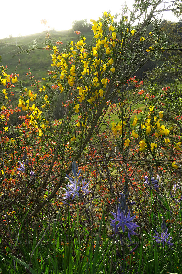 Scotch broom, poison-oak, & camas (Cytisus scoparius, Toxicodendron diversilobum (Rhus diversiloba), Camassia leichtlinii ssp. suksdorfii) [Mount Pisgah, Lane County, Oregon]