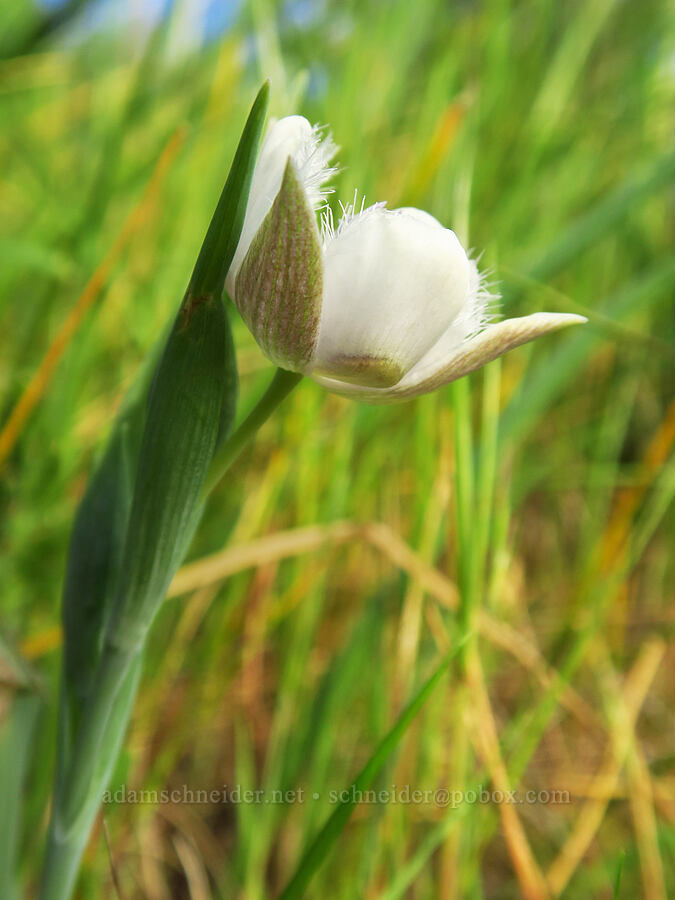 Tolmie's mariposa lily (Calochortus tolmiei) [Mount Pisgah, Lane County, Oregon]