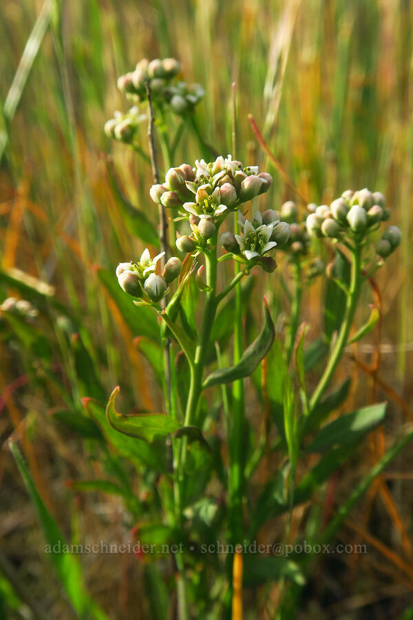 bastard toadflax (Comandra umbellata) [Mount Pisgah, Lane County, Oregon]