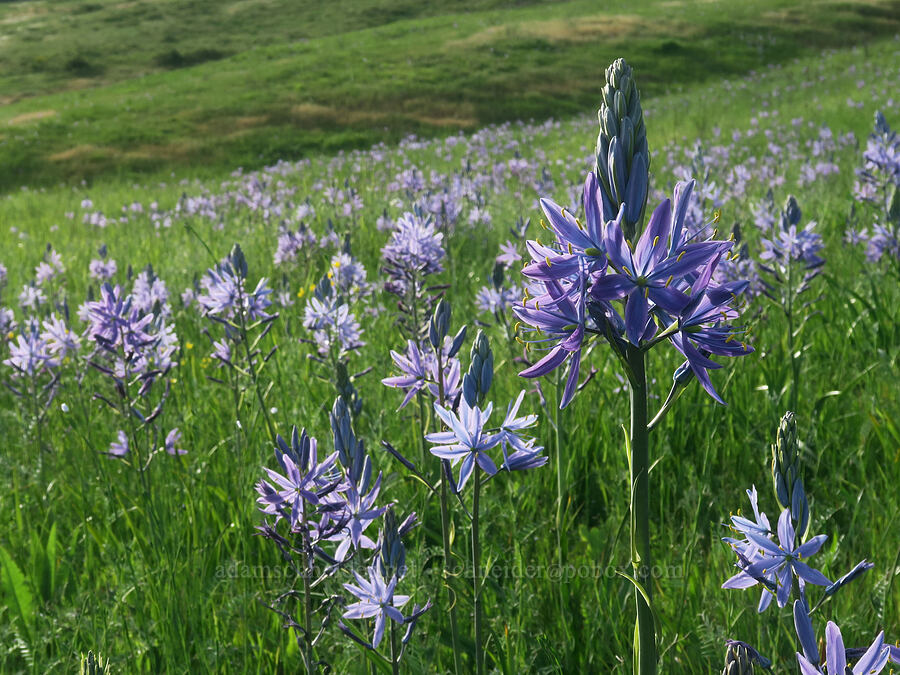 great camas (Camassia leichtlinii ssp. suksdorfii) [Mount Pisgah, Lane County, Oregon]