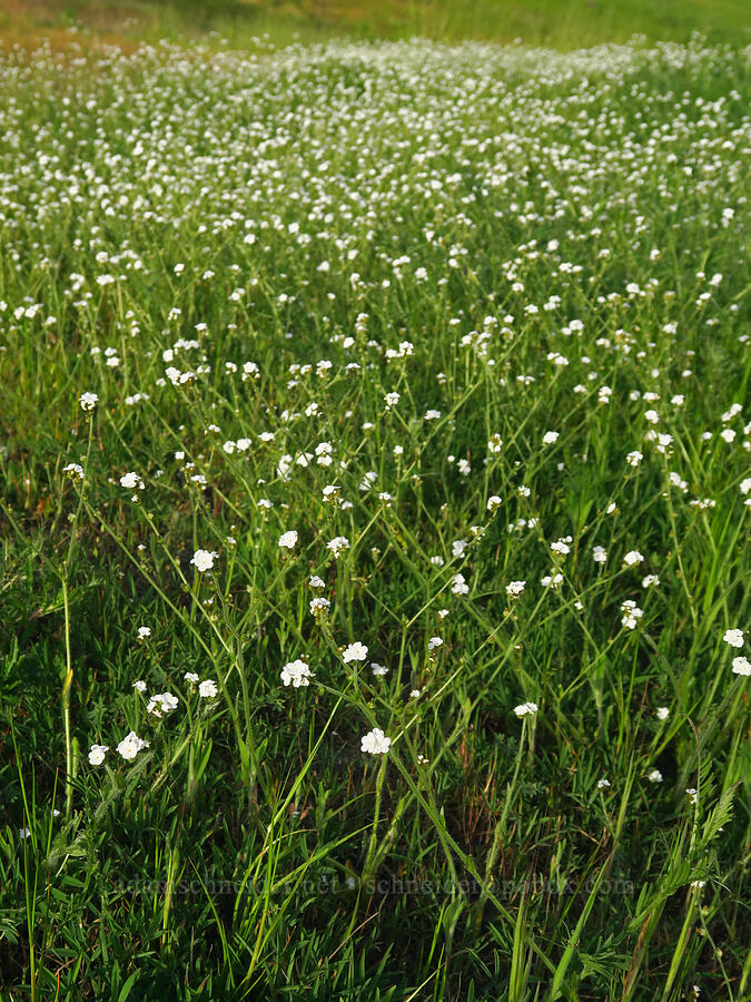 popcorn flower (Plagiobothrys nothofulvus) [Mount Pisgah, Lane County, Oregon]