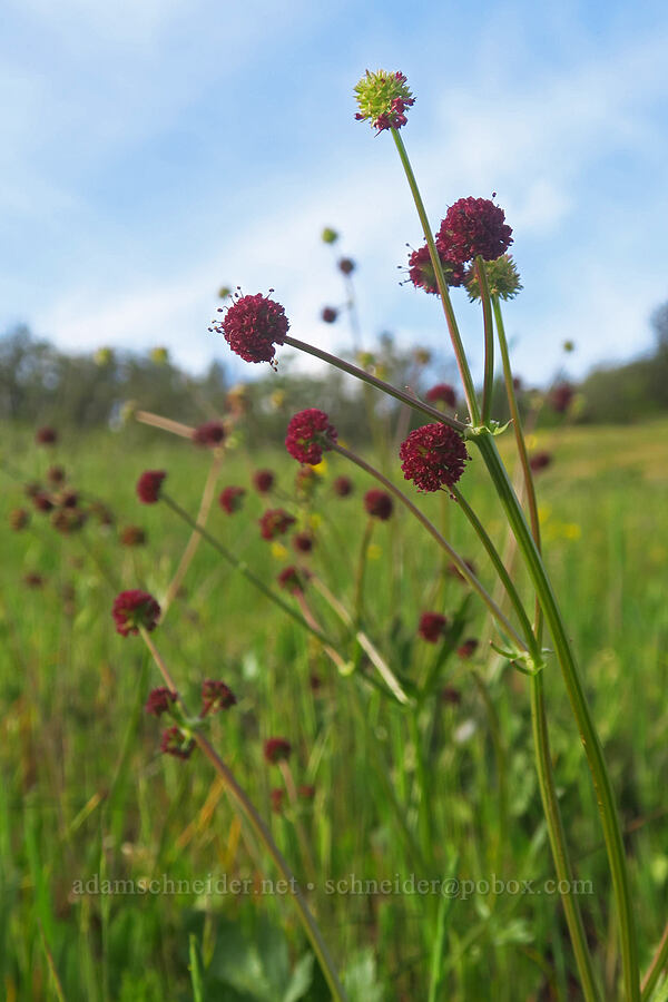 purple sanicle (Sanicula bipinnatifida) [Mount Pisgah, Lane County, Oregon]